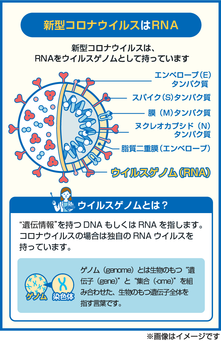 【図解】新型コロナウイルスはRNAをウイルスゲノムとして保有