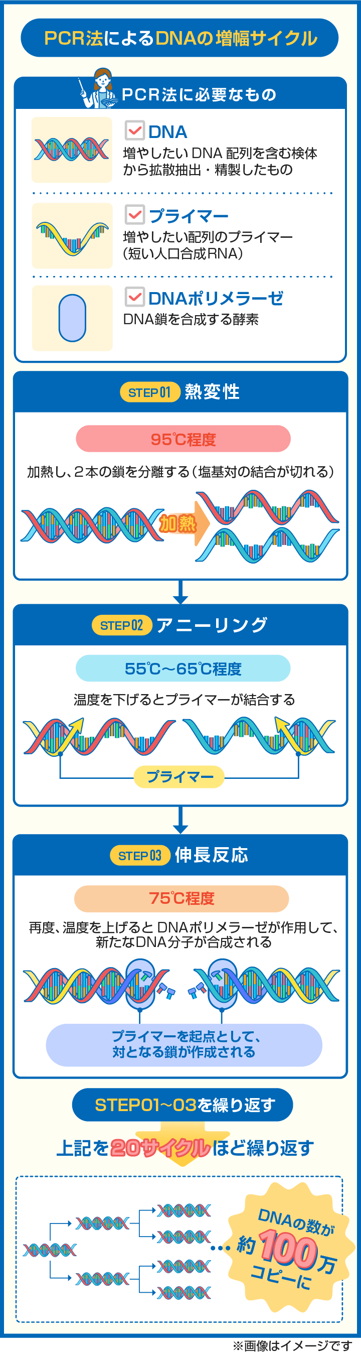 【図解】PCR法に必要なものとDNAの増幅サイクルを解説