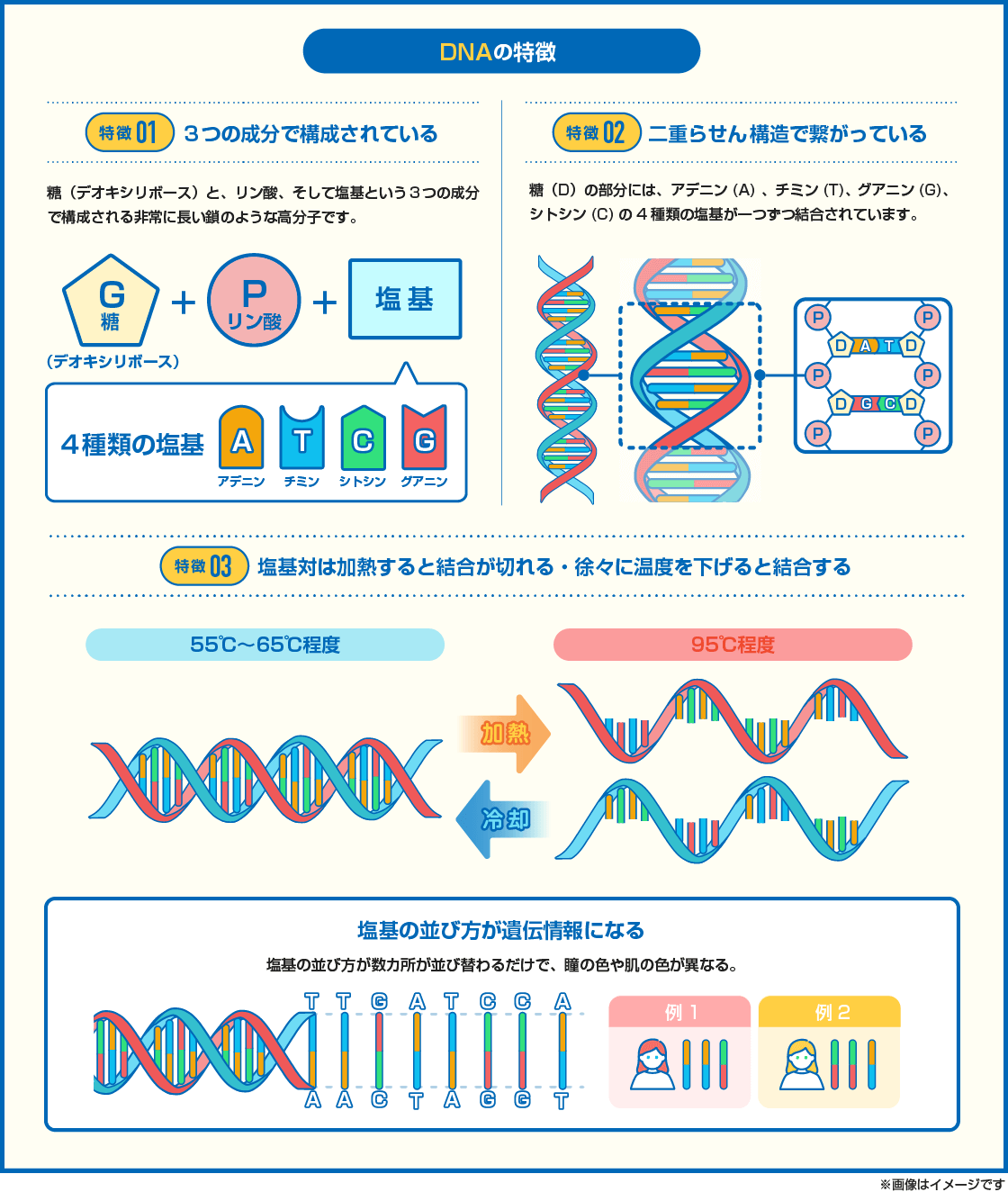 【図解】DNAの３つの特徴を解説