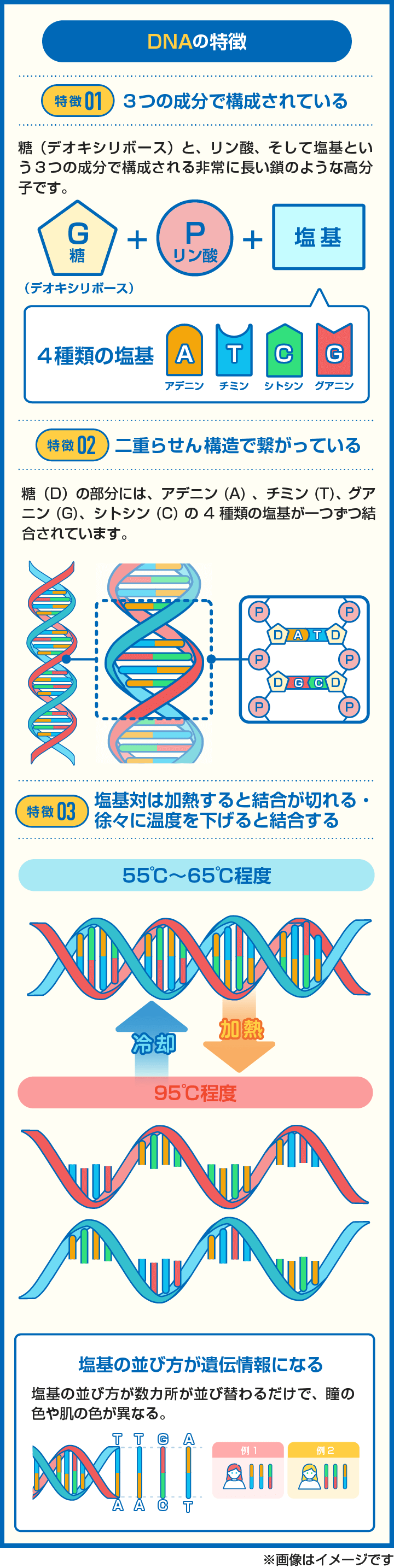 【図解】DNAの３つの特徴を解説