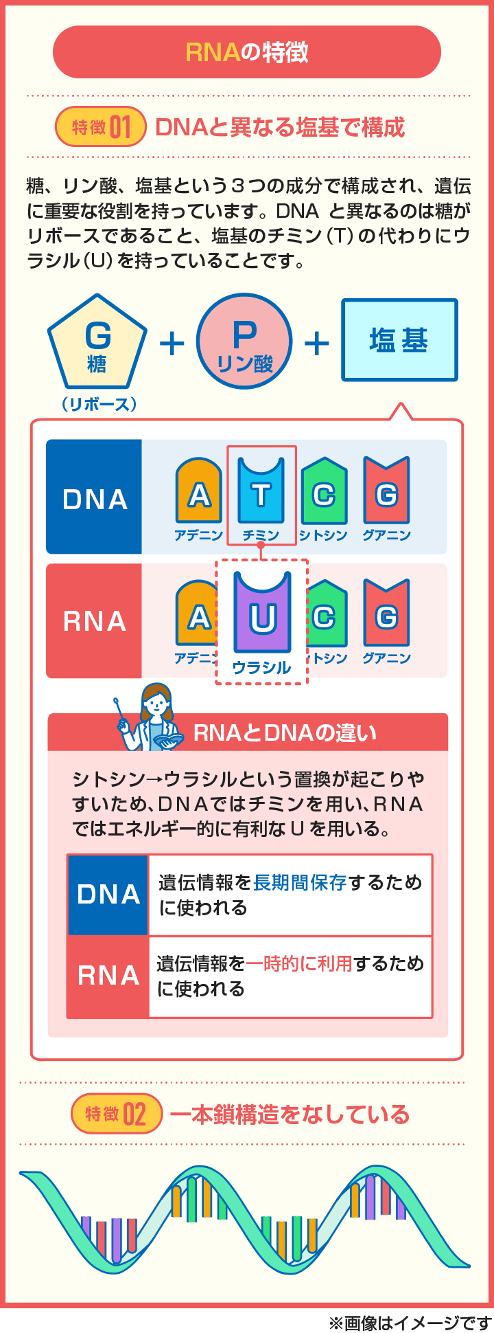【図解】RNAの２つの特徴を解説