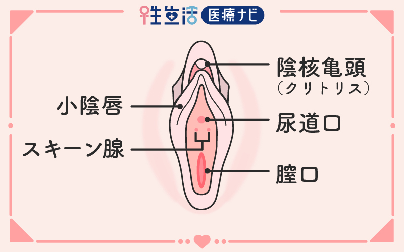 スキーン腺と尿道口の位置がわかるイラスト画像